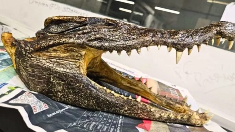 IGI एयरपोर्ट पर कस्टम विभाग ने पकड़ा मगरमच्छ के बच्चे का सिर, वन विभाग की कार्रवाई शुरू