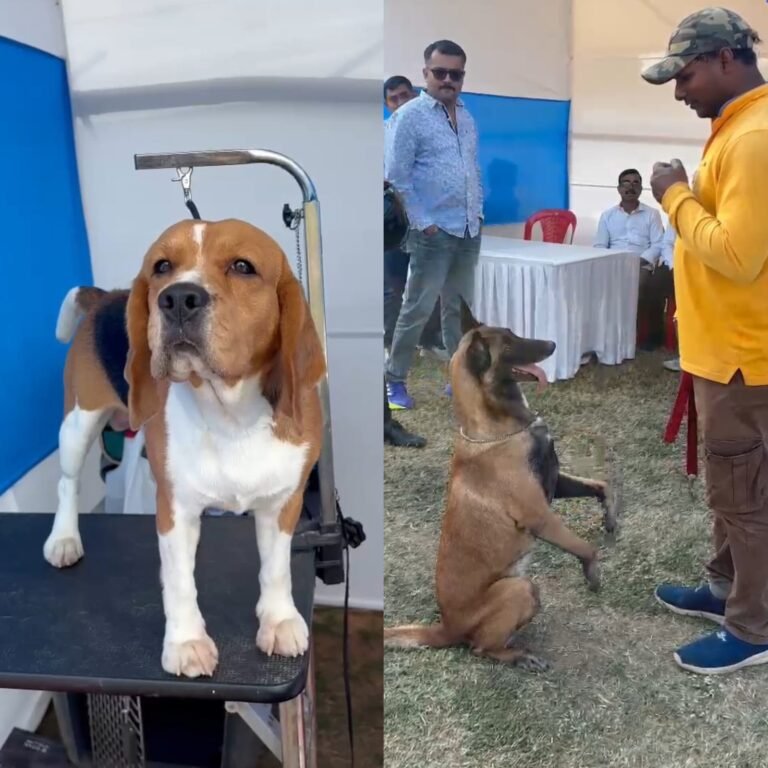 जमशेदपुर में शुरू हुआ डॉग शो, एक से बढ़कर एक दिखा रहे करतब