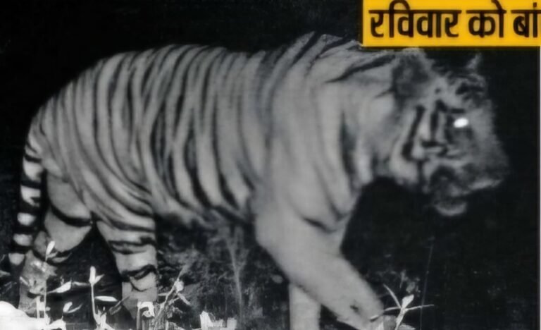 पश्चिम बंगाल से निकला बाघ जमशेदपुर के करीब पहुंचा, वन विभाग सतर्क