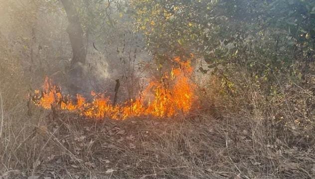 जमशेदपुर के चाकुलिया के जंगलों में लागी आग,गर्मी ने दी दत्सक…