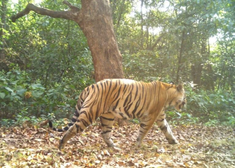 दलमा में एक बार फिर दिखा बाघ, कैद हुई तस्वीर…