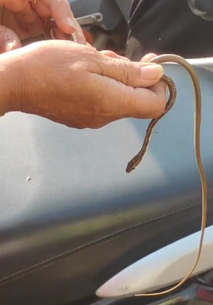 गाड़ी में घुस बैठा था सांप, रेस्यू टीम ने बचाई जान…