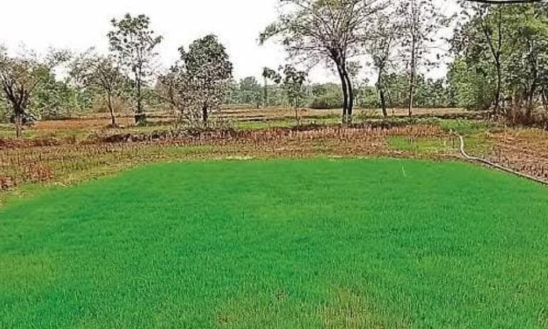 झमाझम बारिश बनी किसानों के लिए वरदान, धान की फसलों में लौटी जान…