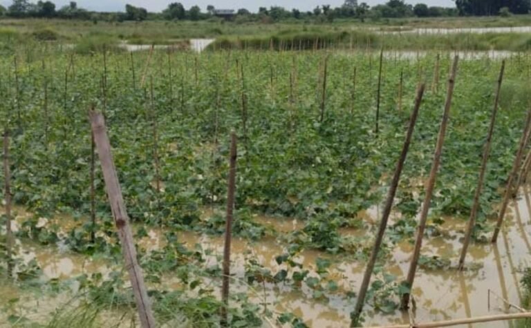 बहरागोड़ा में भारी बारिश से सब्जी की फसल पूरी बर्बाद, 200 एकड़ में किसानों की मेहनत पर पानी फिरा…