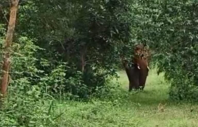 हाथियों का आतंक: चाकुलिया गौशाला की चहारदिवारी तोड़ी, कर्मचारियों में दहशत का माहौल…