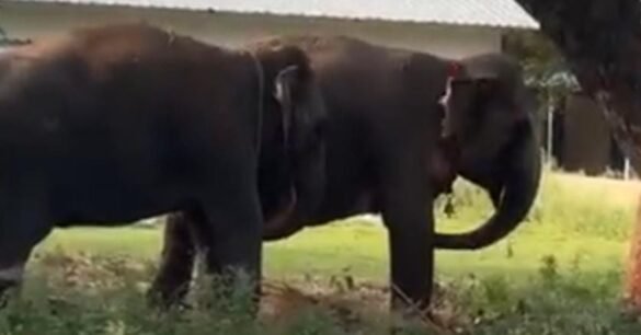 हाथी के हमले से युवक की हुई मौत, वन विभाग पर लगाया लापरवाही का आरोप