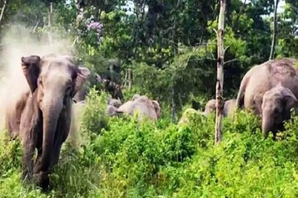 सरायकेला-खरसावां में हाथियों का आतंक, एक महिला को कुचला..