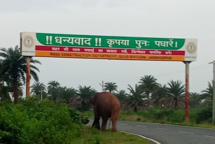 चाकुलिया हवाई पट्टी के पास पहुंचा जंगली हाथी, ग्रामीणों में दहशत का माहौल…