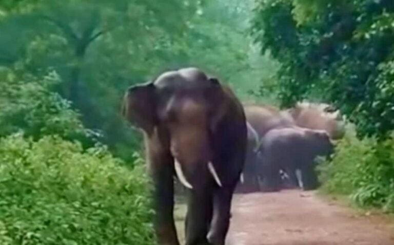 बहरागोड़ा में 12 हाथियों का कहर, खेत, स्कूल और घरों को किया बर्बाद…