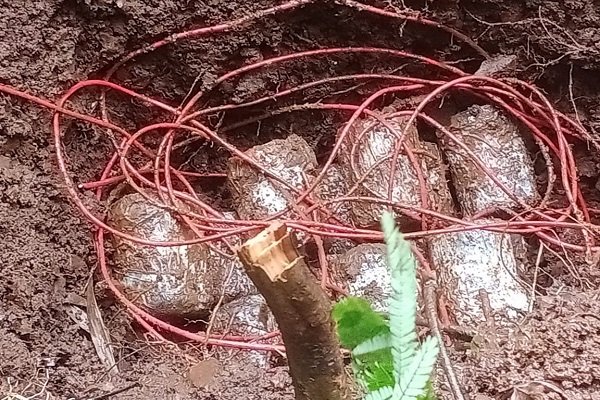 चाईबासा के जंगलों में बड़ी नक्सली साजिश नाकाम, 16 शक्तिशाली IED बम बरामद कर किए गए डिफ्यूज…