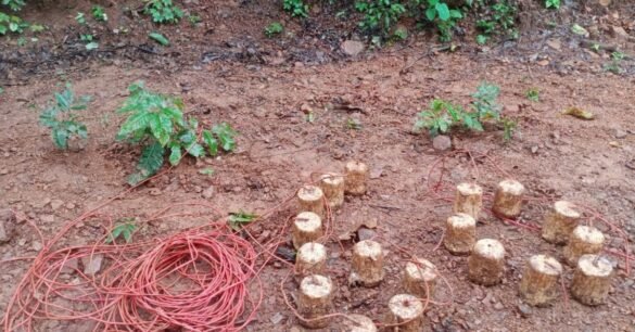 चाईबासा और खूंटी पुलिस को बड़ी सफलता, जंगल से 18 आईईडी बम बरामद…