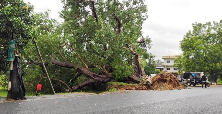जमशेदपुर ग्रामीण क्षेत्र! बारिश से गालूडीह में लगभग सौ साल पुराना पीपल का पेड़ गिरा…