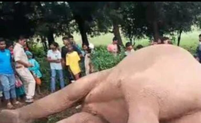 पश्चिमी सिंहभूम में संदिग्ध हालात में दंतैल हाथी की मौत, जांच में जुटा वन विभाग…