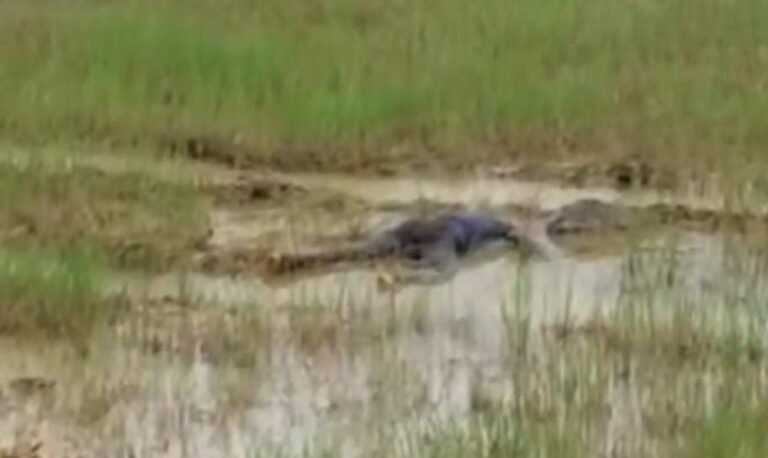 Seraikela: छोटे भाई ने बड़े भाई की पत्थर से कूचकर हत्या की, जमीन विवाद बना वजह…