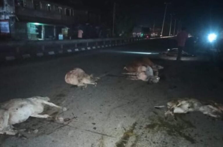 जमशेदपुर ग्रामीण क्षेत्र : गैस टैंकर की चपेट में आकर 9 मवेशियों की मौत, एक घायल…