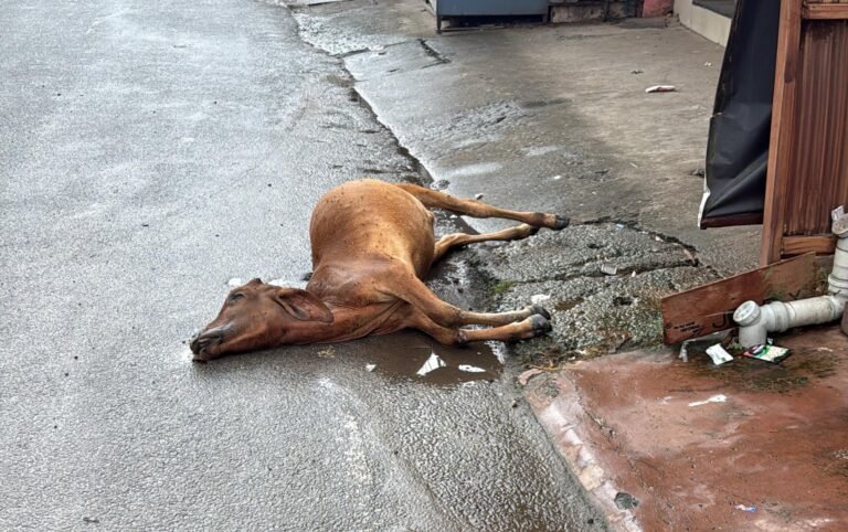Jamshedpur: चेपापुल-परडीह रोड पर 12 घंटे से पड़ा है मृत बछड़ा, नगर निगम की लापरवाही पर उठे सवाल…