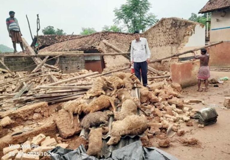 जमशेदपुर ग्रामीण क्षेत्र: कोवाली में बारिश से कच्चा मकान गिरा, 12 भेड़ों की मौत, बैल घायल…