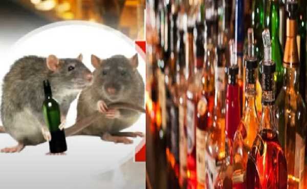 धनबाद में चूहों ने पी ली शराब…पढ़े पूरी रिपोर्ट
