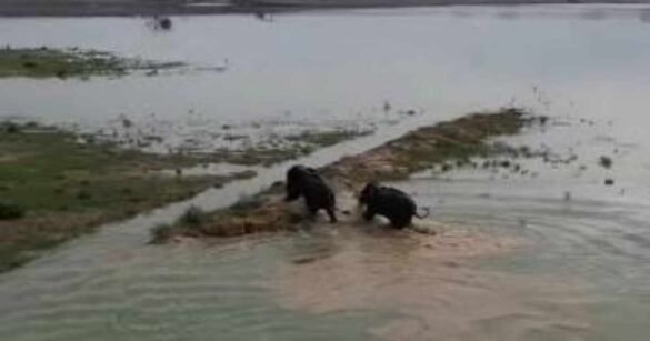 कोडरमा में ऐश पौंड से निकाले गए दो हाथी…