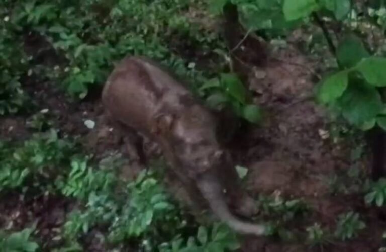 सारंडा जंगल में नक्सलियों के IED ब्लास्ट से घायल हाथी की इलाज के दौरान मौत