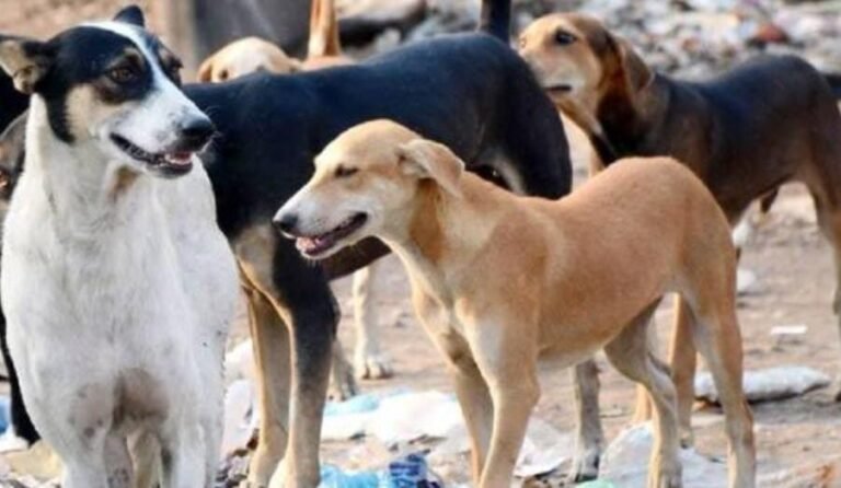 Jamshedpur : बागबेड़ा कॉलोनी में लावारिस कुत्तों का आतंक, डीसी ने दिए कार्रवाई के निर्देश…