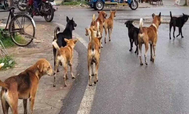 देशभर में आवारा कुत्तों के पुनर्वास पर सुप्रीम कोर्ट ने सुनवाई पूरी, फैसला जल्द…