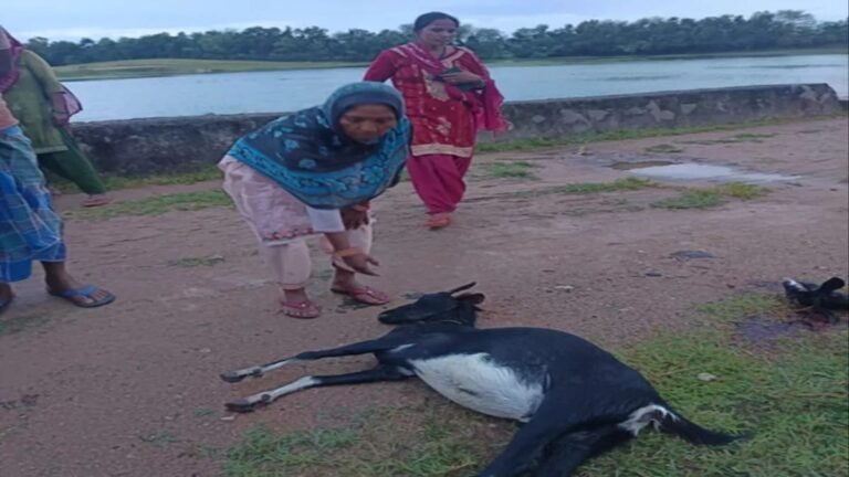 Jharkhand: गिरिडीह में रहस्यमयी मौत!! नांद का पानी पीते ही 7 बकरियों और 3 बैलों की जान गई…