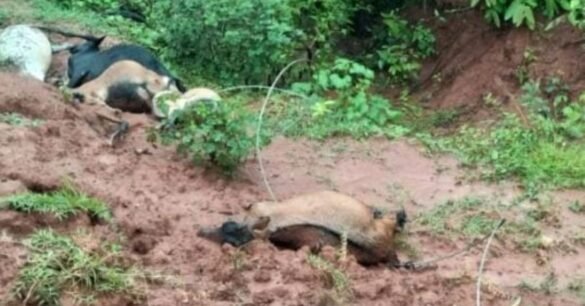 Chaibasa : करंट प्रवाहित तार की चपेट में आने से 6 बकरियों की मौत, ग्रामीणों में आक्रोश…