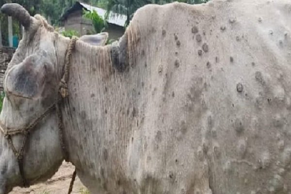 रांची में लंपी वायरस की आहट, प्रशासन ने बढ़ाई सतर्कता…