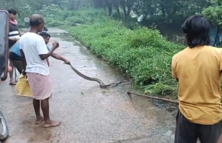 पूर्वी सिंहभूम: गांव में घुसा 8 फीट का अजगर, ग्रामीणों ने पकड़कर बोरे में भरा और जंगल में छोड़ दिया…