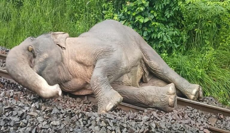 पश्चिम सिंहभूम : चक्रधरपुर रेल मंडल में ट्रेन की चपेट में आई हथिनी, रेल परिचालन ठप…