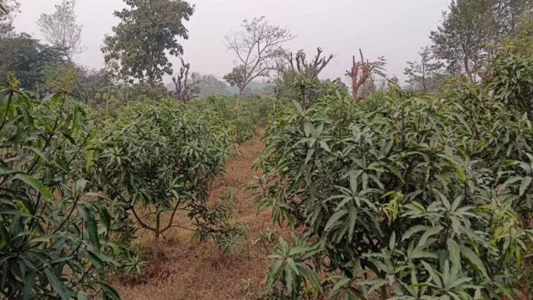 Jharkhand: आम और तरबूज उत्पादन में झारखंड आत्मनिर्भर, बिरसा हरित ग्राम योजना से 1.67 लाख परिवारों की बढ़ी आमदनी…