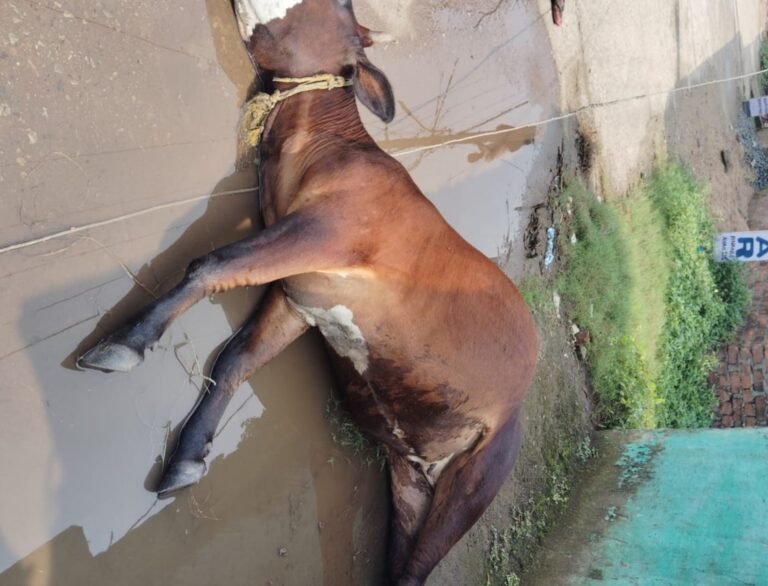 Seraikela Kharsawan: कपाली में जर्जर बिजली की तार ने ली बेजुबान की जान…