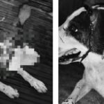 अब सिर्फ इंसान नहीं, जानवर भी खतरे में!! आदित्यपुर में युवक ने नशे की हालत में चापड़ से किया कुत्ते पर जानलेवा हमला…