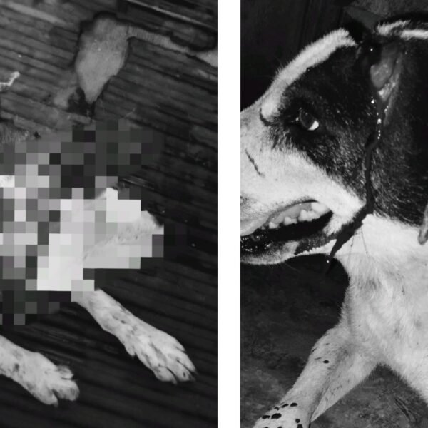 अब सिर्फ इंसान नहीं, जानवर भी खतरे में!! आदित्यपुर में युवक ने नशे की हालत&hellip;