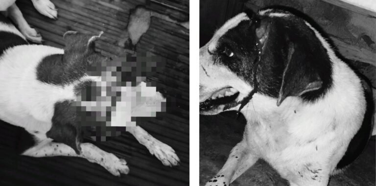 अब सिर्फ इंसान नहीं, जानवर भी खतरे में!! आदित्यपुर में युवक ने नशे की हालत में चापड़ से किया कुत्ते पर जानलेवा हमला…