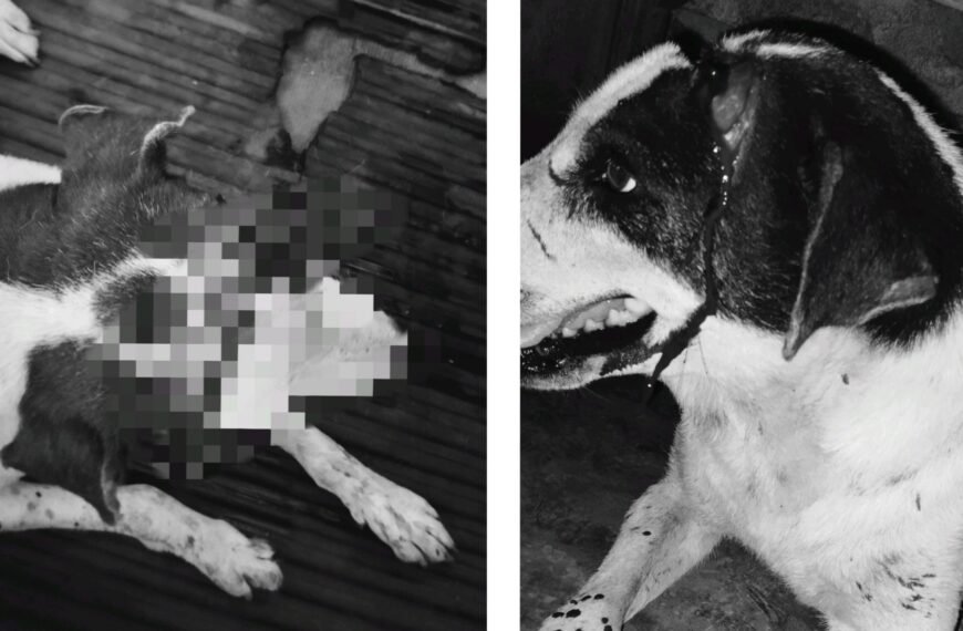 अब सिर्फ इंसान नहीं, जानवर भी खतरे में!! आदित्यपुर में युवक ने&hellip;