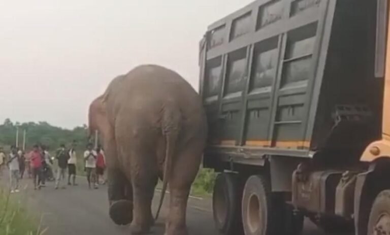 चांडिल बांध की सड़क पर पहुंचा ‘रामलाल’ हाथी, एक घंटे तक रुका यातायात, वन विभाग ने सुरक्षित जंगल की ओर खदेड़ा