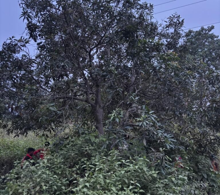 Jamshedpur: आम तोड़ने पेड़ पर चढ़ा युवक 11 हजार वोल्ट की लाइन की चपेट में आया, करंट लगने से मौत