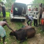 जमशेदपुर: कमलपुर में हादसे का शिकार हुई स्कॉर्पियो, दो गाय मिलीं, चालक फरार