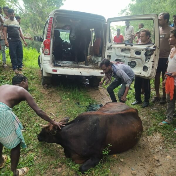 जमशेदपुर: कमलपुर में हादसे का शिकार हुई स्कॉर्पियो, दो गाय मिलीं, चालक फरार