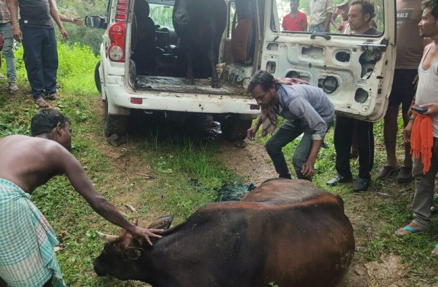 जमशेदपुर: कमलपुर में हादसे का शिकार हुई स्कॉर्पियो, दो गाय मिलीं, चालक फरार