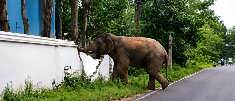 JHARKHAND : हाथियों का आतंक और बिजली संकट से चाकुलिया के उद्योग प्रभावित लघु उद्योग संघ ने सरकार से लगाई गुहार