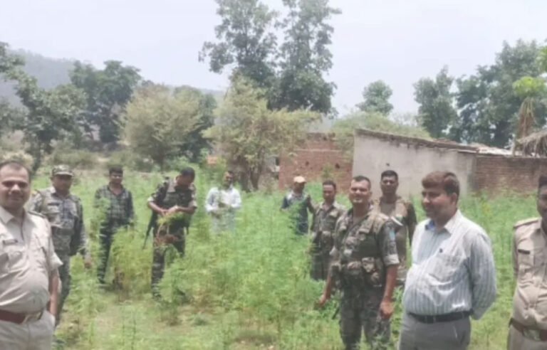 Garhwa News: गढ़वा में अवैध गांजा की खेती पर पुलिस की बड़ी कार्रवाई, 1800 पौधे नष्ट